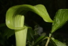 Jack in the Pulpit 2