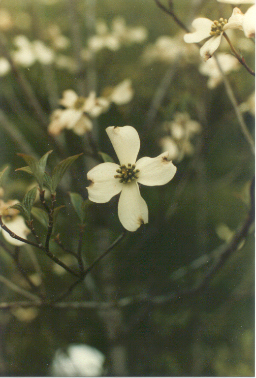 Dogwood tree in bloom, may take some time to load, however it is worth the wait!  You will want to experience the peace and beauty of nature.