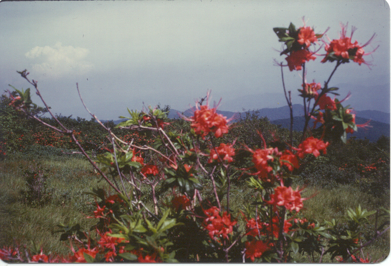 Flame Azalea photograph may take some time to load...it is worth the wait!  You may want to scan down the page reading the text and come back to view the beauty from the top of Gregory's Bald in the Great Smoky Mountains National Park